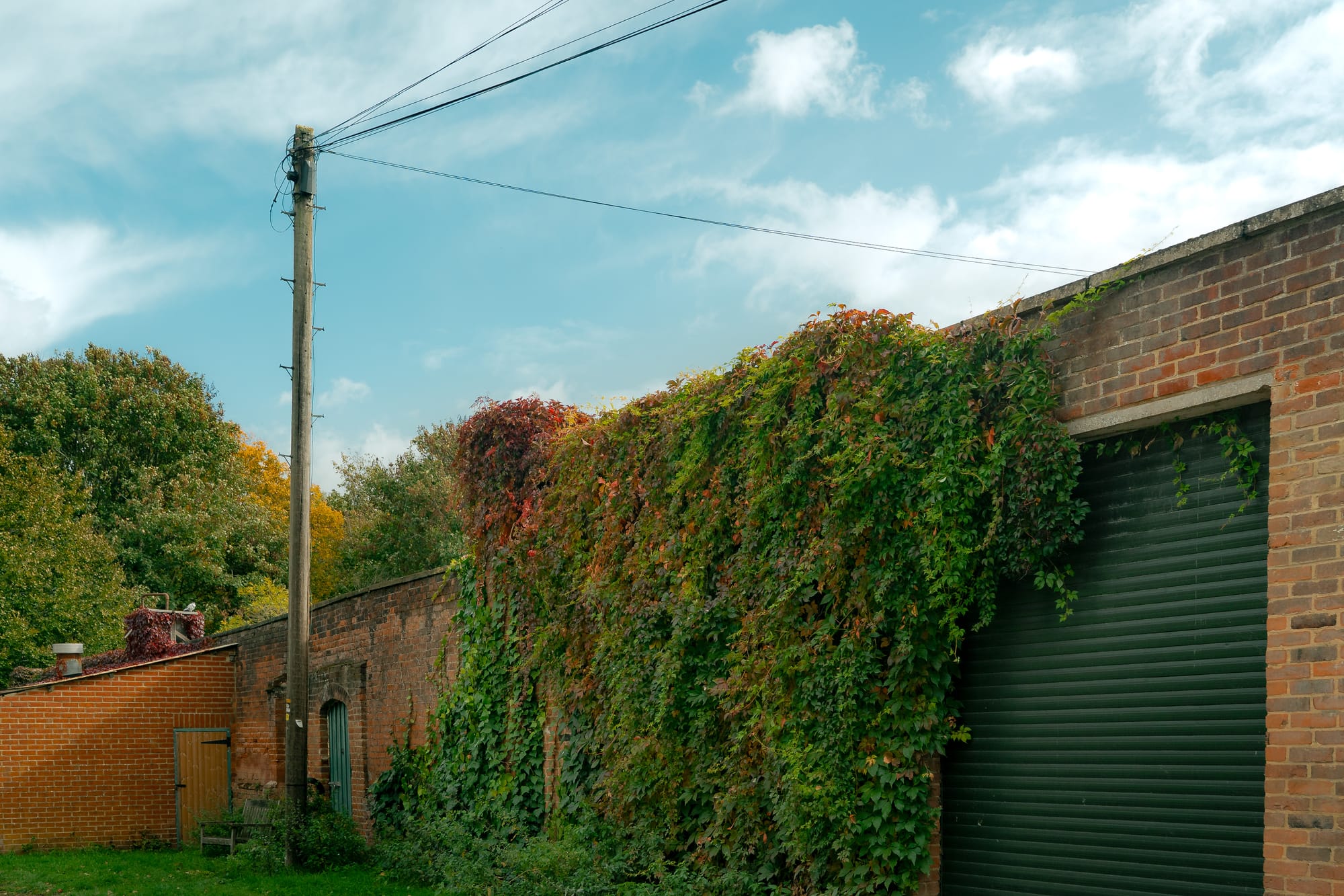 Ivy growing on a wall
