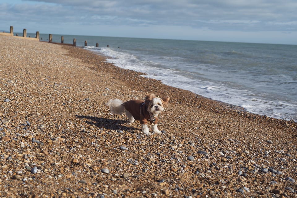 a shih tzu in a brown shirt running on a pebbly beach
